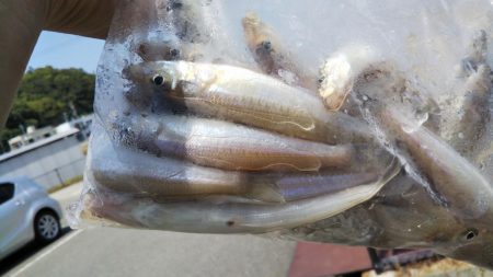 キスのちタチウオ