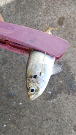 アジング＆青物調査