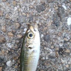 アジング＆青物狙い