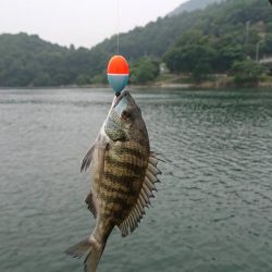 チヌ（カイズ）