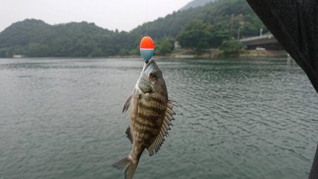 チヌ（カイズ）