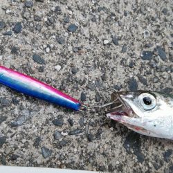 大雨の影響か……？