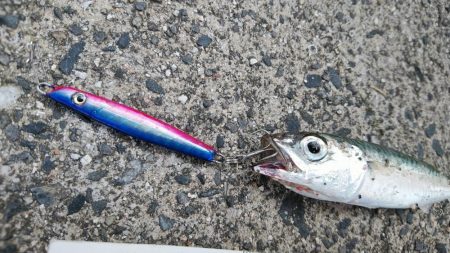 大雨の影響か……？