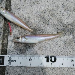 シロギスに出会えたが……