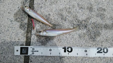 シロギスに出会えたが……