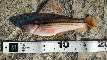 濁りと浮遊物で釣りにならない