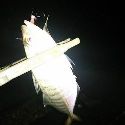 アジ釣り ガシラ釣り