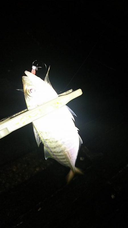 アジ釣り ガシラ釣り