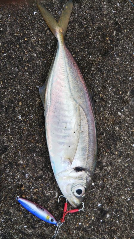 ぶらＬＳＪ調査