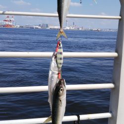 ぶらコスモ！！