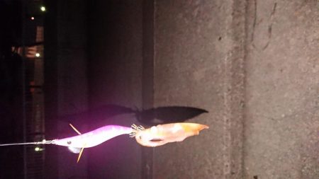 激渋ケンサキイカとデカサバ