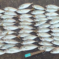 神戸7防アジングかなり良いです!