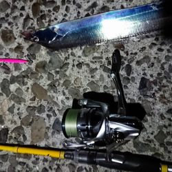 タチウオ好調です