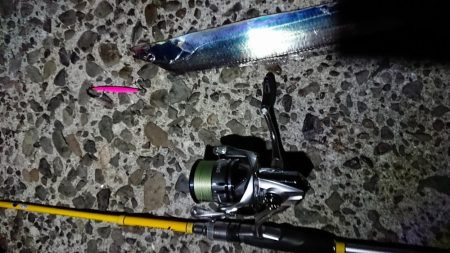 タチウオ好調です