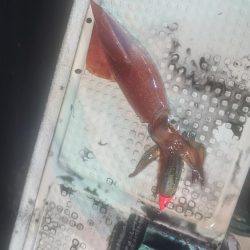 初福井イカメタル