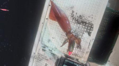 初福井イカメタル