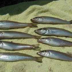 高砂初ポイント釣行