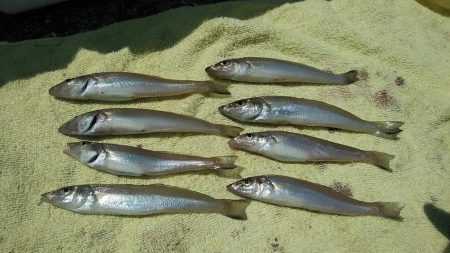 高砂初ポイント釣行