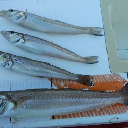 播磨新島でキス釣り