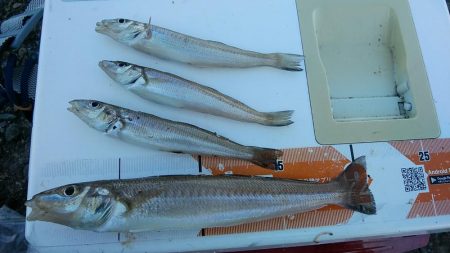 播磨新島でキス釣り