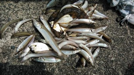 津居山港小島岸壁のキス