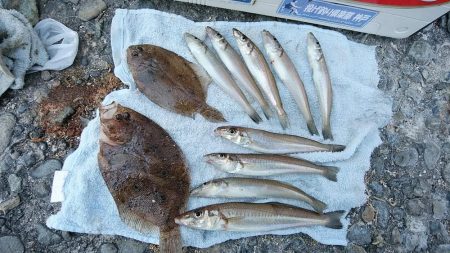 高砂・播磨新島へキス釣査