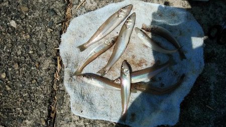 高砂港でキス狙い