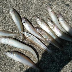 高砂港でキス連投