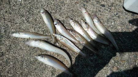 高砂港でキス連投