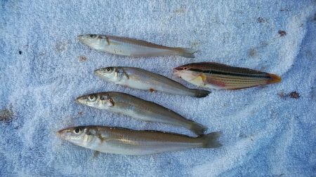 依然厳しい播磨新島のキス