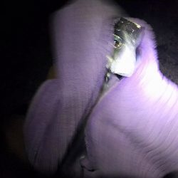 帰省に大サバ釣って持って行くわ！と言ったものの・・・