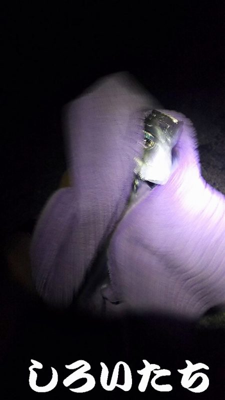 帰省に大サバ釣って持って行くわ！と言ったものの・・・