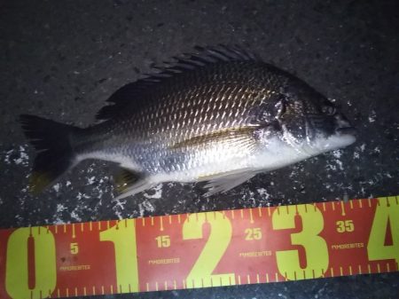 シーバス狙いだったのですが……