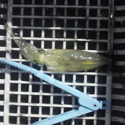 いつまで続くのこの渋さ