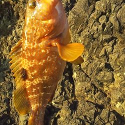 灼熱底カゴ釣りで多魚種ゲット～