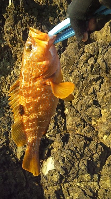 灼熱底カゴ釣りで多魚種ゲット～