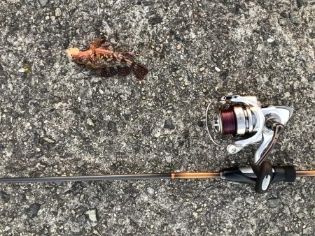 劇渋　テキサスリグでの釣り