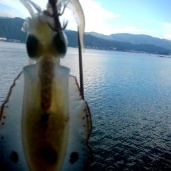 朝まずめ短時間調査