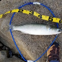 ボララッシュ。