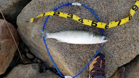 ボララッシュ。