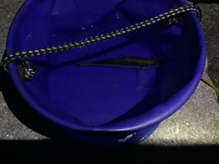 アジ子とチャリコ