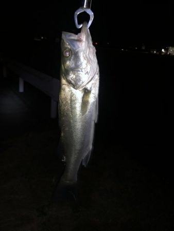 久々のきまぐれ遠征