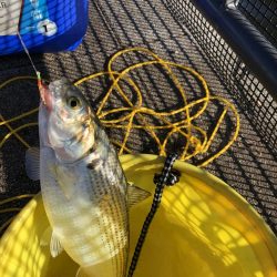 豊洲ぐるり公園でサビキ