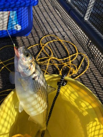 豊洲ぐるり公園でサビキ