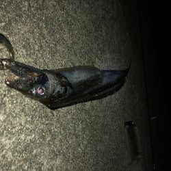 マヅメのワンチャンス