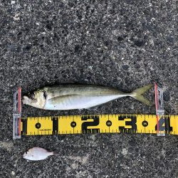 デカアジ・デカカマス