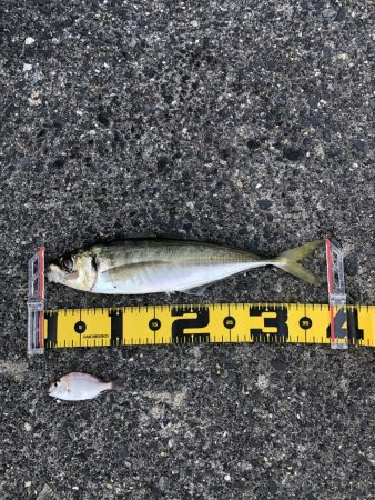 デカアジ・デカカマス