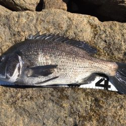 イチノ兄弟、釣果！