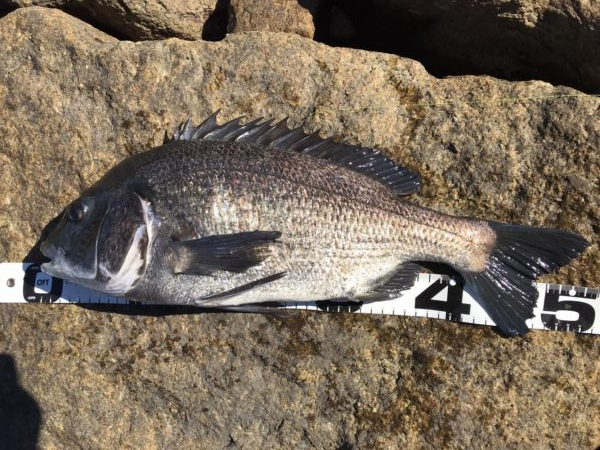 イチノ兄弟、釣果！