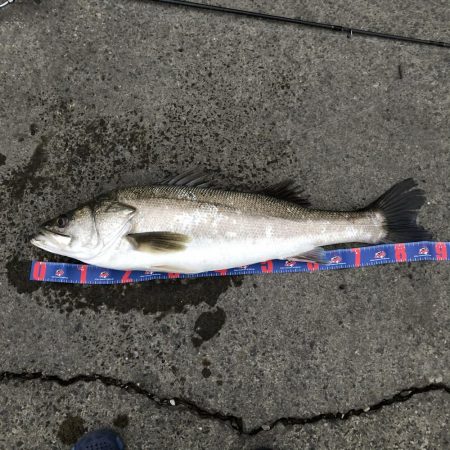 人生2本目のランカー